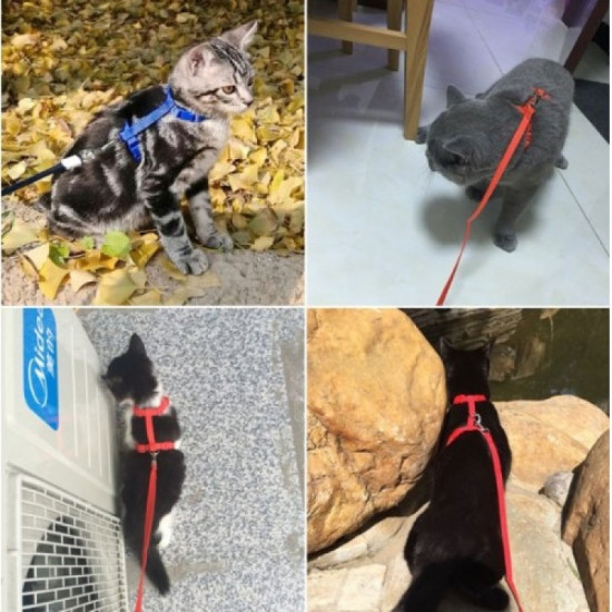 Kedi Boyun ve Göğüs Tasması Kedi Boyun ve Göğüs Tasması