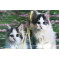 5D Elmas Boyama Kedi Tablosu