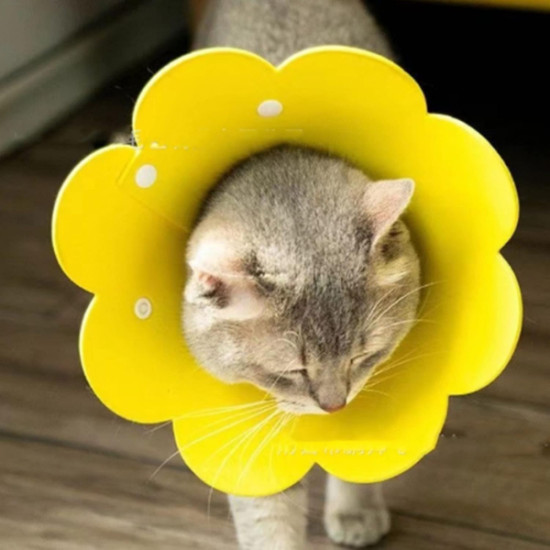 Evcil Hayvan L Boy Keçe Elizabeth Yakalığı  