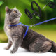 Kedi Tasması Kedi Tasması