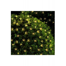 Solar Çiçekli Dekoratif 30 Led Bahçe Lambası Solar Çiçekli Dekoratif 30 Led Bahçe Lambası